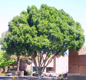 Ficus Nitida