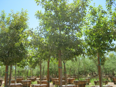 Monterrey Oak