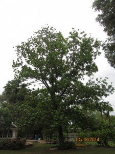 Pecan Tree