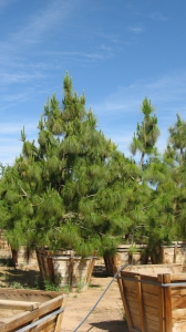 Roxburghii Pine