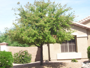 Southern Live Oak