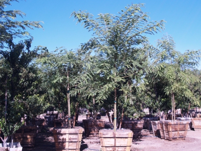 Tipu Tree