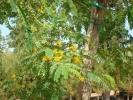 Tipuana Tipu Tree