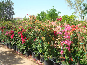 Bougainvillea