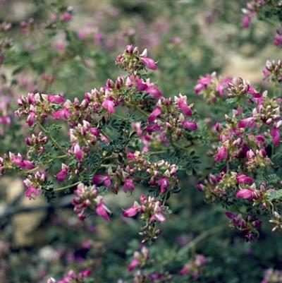 Explore the Diverse Shrub Selection at Whitfill Nursery