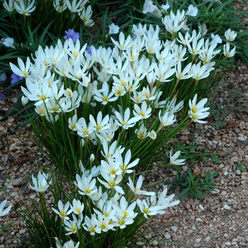 Rain Lily - Zephyranthes candida