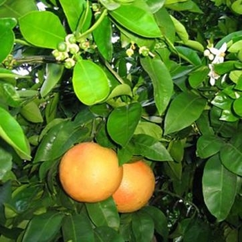 Ruby Red Grapefruit - Citrus paradisi 'Ruby Red'