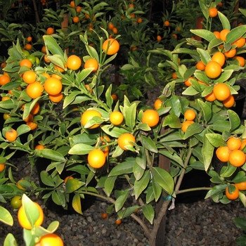 Nagami Kumquat - Fortunella margarita 'Nagami'