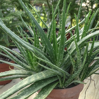 Aloe Vera (Medicinal Aloe) - Aloe barbadensis