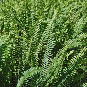 Kimberly Queen / Australian Sword Fern - Nephrolepis obliterata 'Kimberley Queen' 