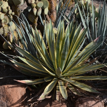 Murphy’s Agave - Agave murpheyi