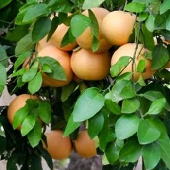 Rio Red Grapefruit - Citrus paradisi 'Rio Red'