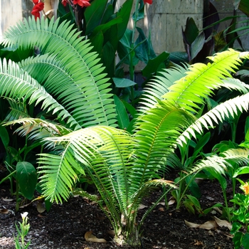 Giant Dioon (Gum Palm) - Dioon spinulosum