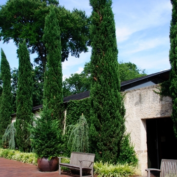Italian Cypress - Cupressus sempervirens