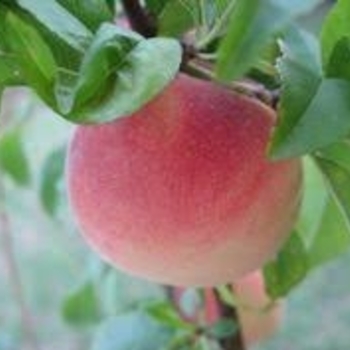 Tropic Snow White Peach - Prunus persicus 'Tropic Snow'