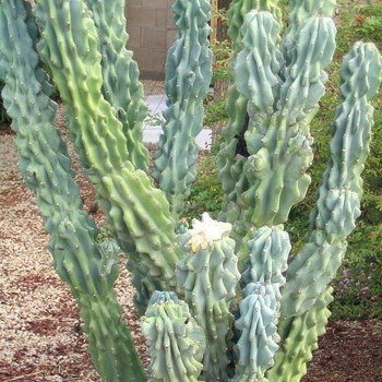 Peruvian Apple Cactus - Cereus repandus