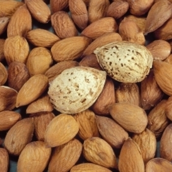 All-in-One Genetic Semi-Dwarf Almond - Prunus dulcis 'all-in-one'
