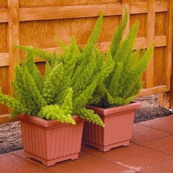 'Myerii' Foxtail Fern - Asparagus densiflorus