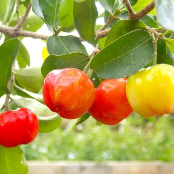 Barbados Cherry - Malpighia punicifolia