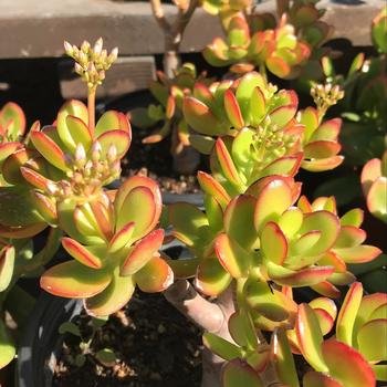 Jade Plant - Crassula ovata (argentea)