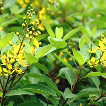 Thryallis / Slender Goldshower - Galphimia gracilis