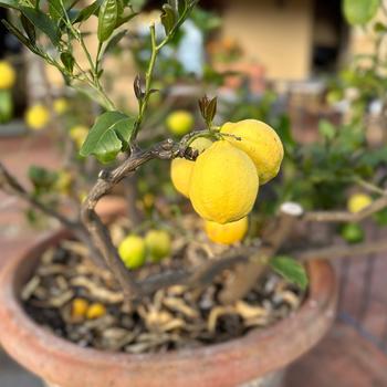 Meyer Lemon - Citrus limon 'Meyer Improved' 