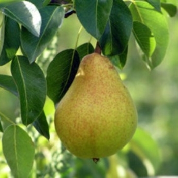 Kieffer Pear - Pyrus communis 'Kieffer'
