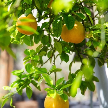 Oroblanco Grapefruit - Citrus maxima 'Oroblanco'