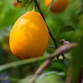 Moro Blood Orange - Citrus sinensis 'Moro'