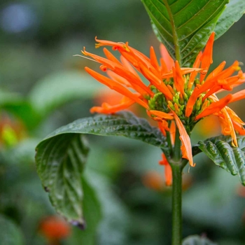Orange Flame Justicia - Justicia chrysostephana 'Orange Flame'