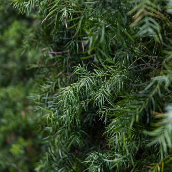 Fern Podocarpus / African Fern Pine - Podocarpus gracilior