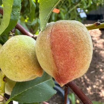 May Pride Peach - Prunus persica 'May Pride'