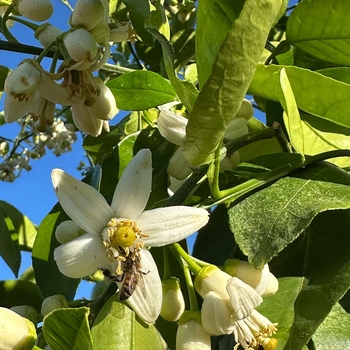 Trovita Sweet Orange - Citrus sinensis 'Trovita'