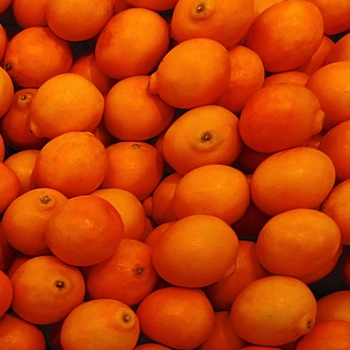 Minneola Tangelo - Citrus tangelo 'Minneola'