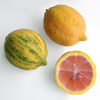 Variegated Pink Lemon - Citrus limon 'Eureka Variegated Pink'