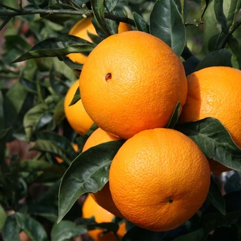 Cara Cara Orange - Citrus sinensis 'Cara Cara'
