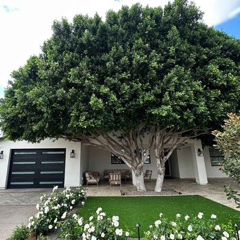 Ficus Nitida (Indian Laurel Fig) - Ficus nitida (Ficus microcarpa)