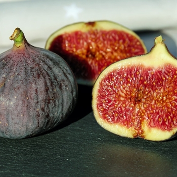 Common Fig - Ficus carica