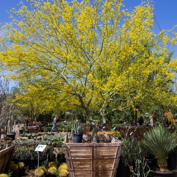 Desert Museum Palo Verde - Parkinsonia 'Desert Museum'