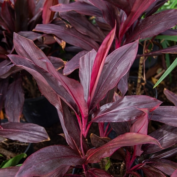 Ti Plant / Cordyline - Cordyline fruticosa