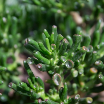 Gollum Jade Plant - Crassula ovata 'Gollum'