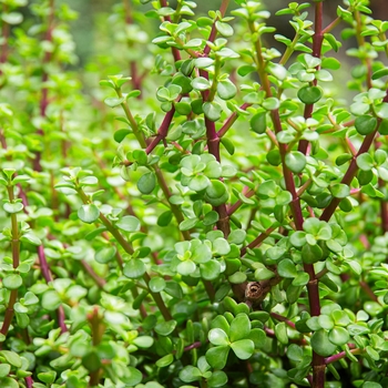 Elephant Food - Portulacaria afra