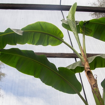 Blue Java Banana or Ice Cream Banana - Musa acuminata 'Ice Cream'