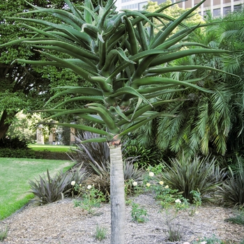 Trees Aloe - Aloe barberae