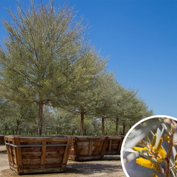 Mulga - Acacia aneura