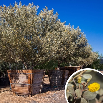 Leatherleaf Acacia - Acacia craspedocarpa