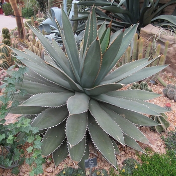 Rancho Tambor / Titan Agave - Agave titanota