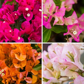 Bougainvillea - Bougainvillea 