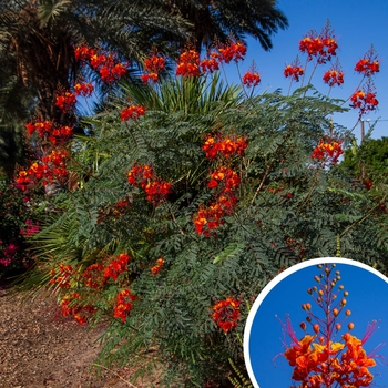 Red Bird of Paradise - Caesalpinia pulcherrima 