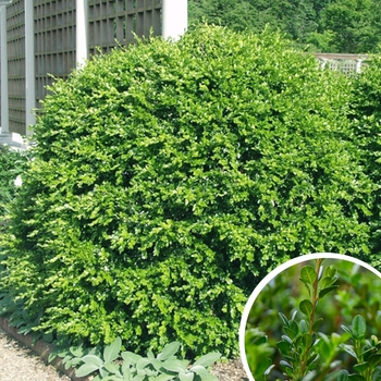 Japanese Boxwood - Buxus microphylla 'japonica'